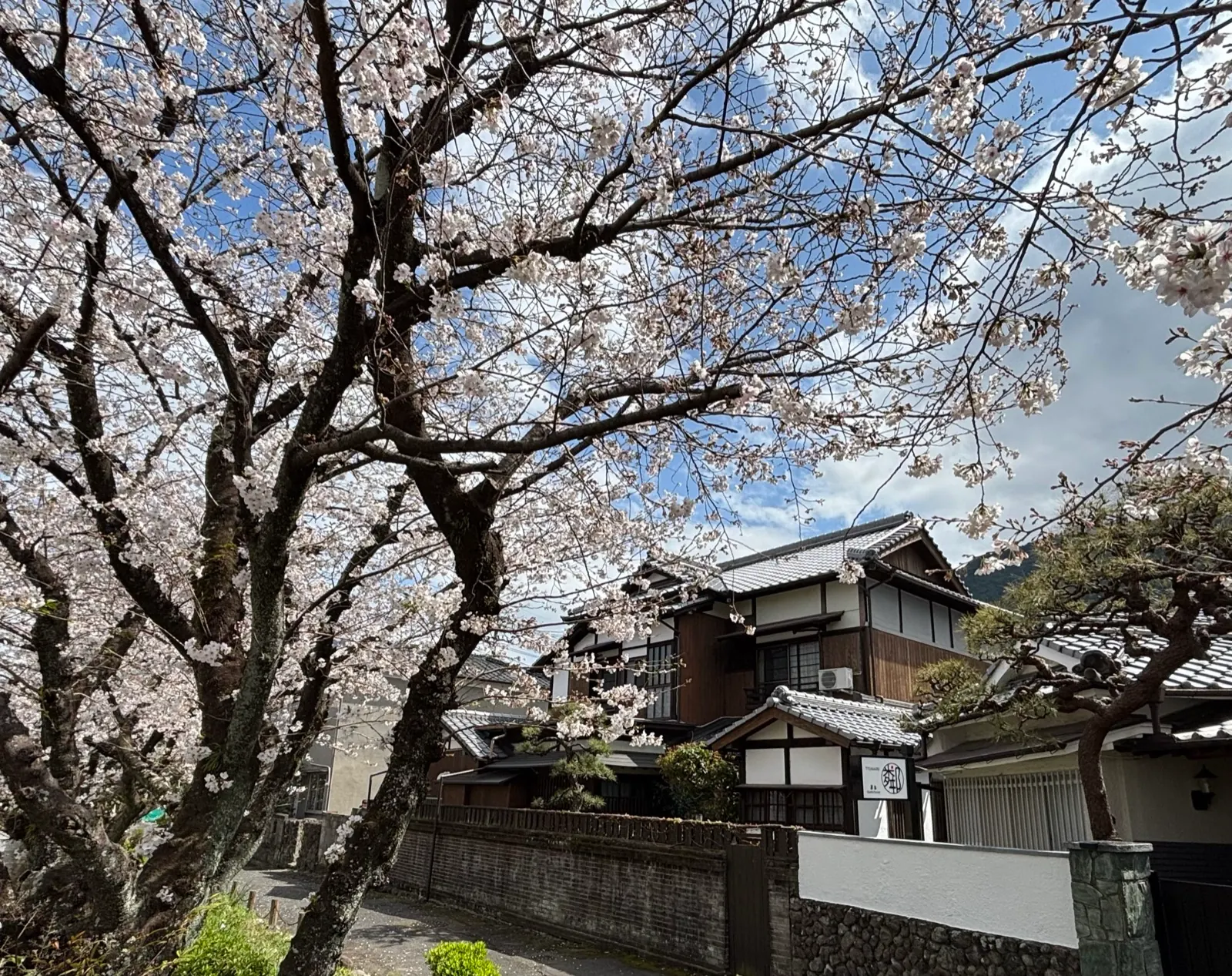 桜の花越しに望む茶吉