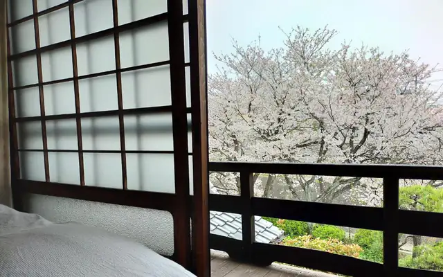 Cherry blossoms seen from Sakura room（桜の客室から見える桜）